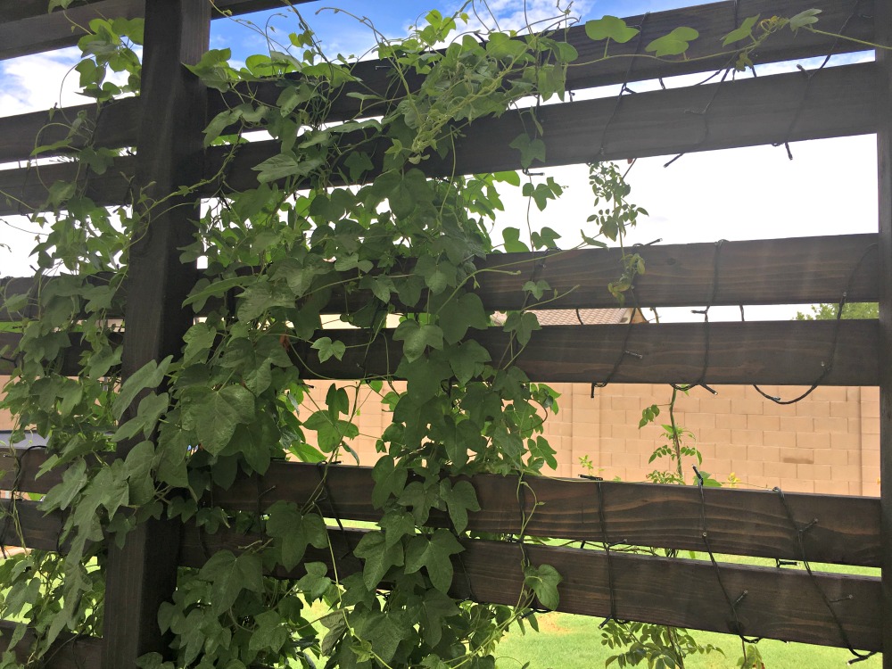pergola